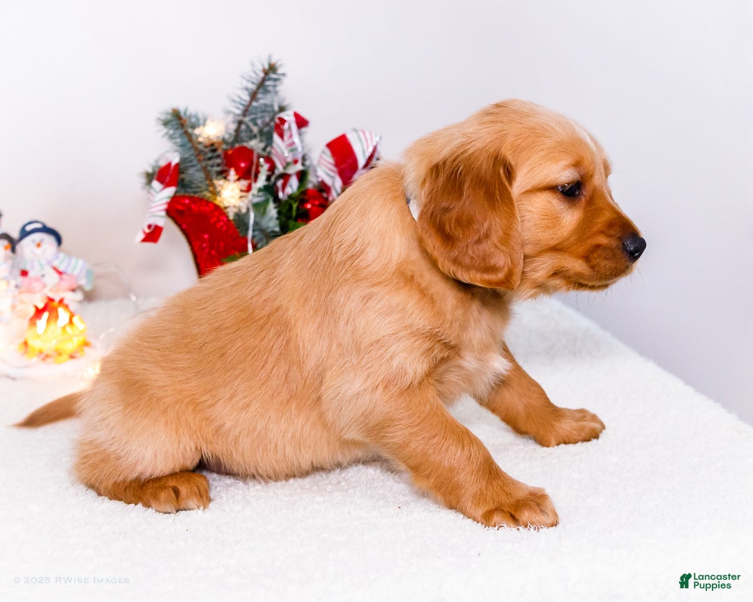 Golden Retriever dogs for sale: Colin - Ad 11
