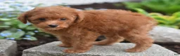 Miniature Poodle dogs for sale: Peanut - Ad 3