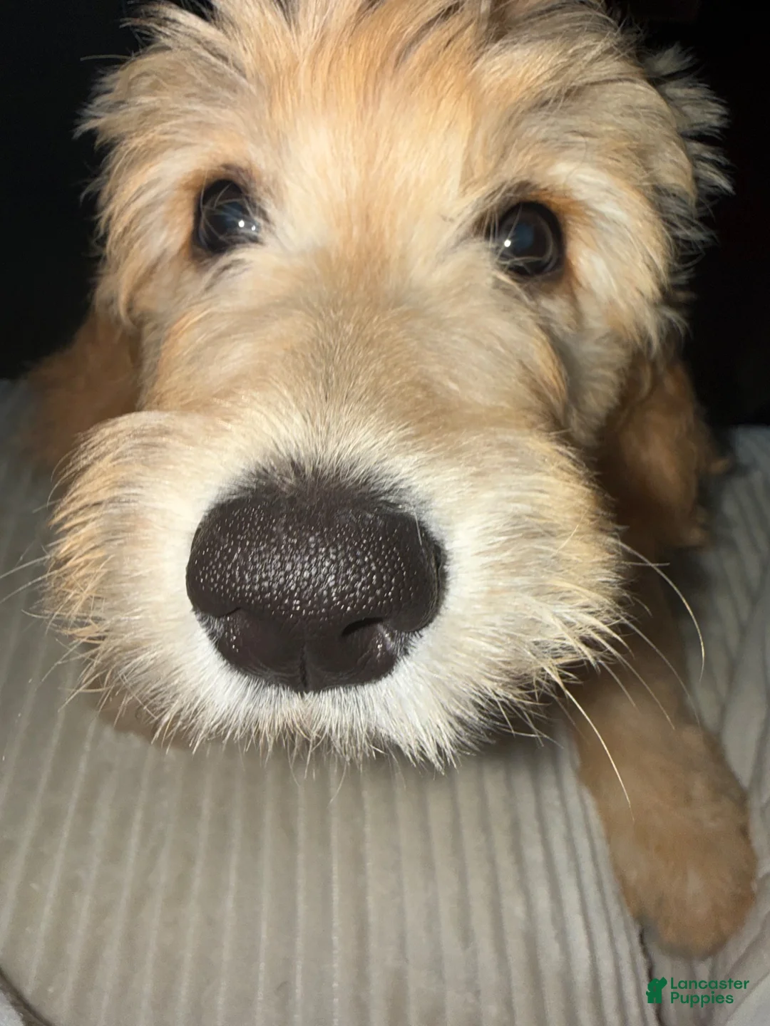 Goldendoodle dogs for sale: Goldendoodle 1 - Ad 2