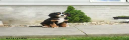 Miniature Bernese Mountain Dog dogs for sale: Marty - Ad 1