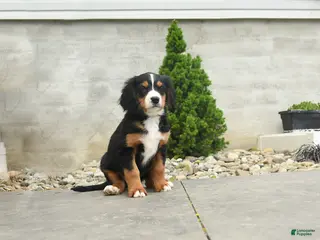 Miniature Bernese Mountain Dog dogs for sale: Marty - Ad 1