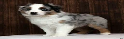 Miniature Australian Shepherd dogs for sale: Blue Bell - Ad 5