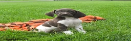 German Shorthaired Pointer dogs for sale: Secret - Ad 4