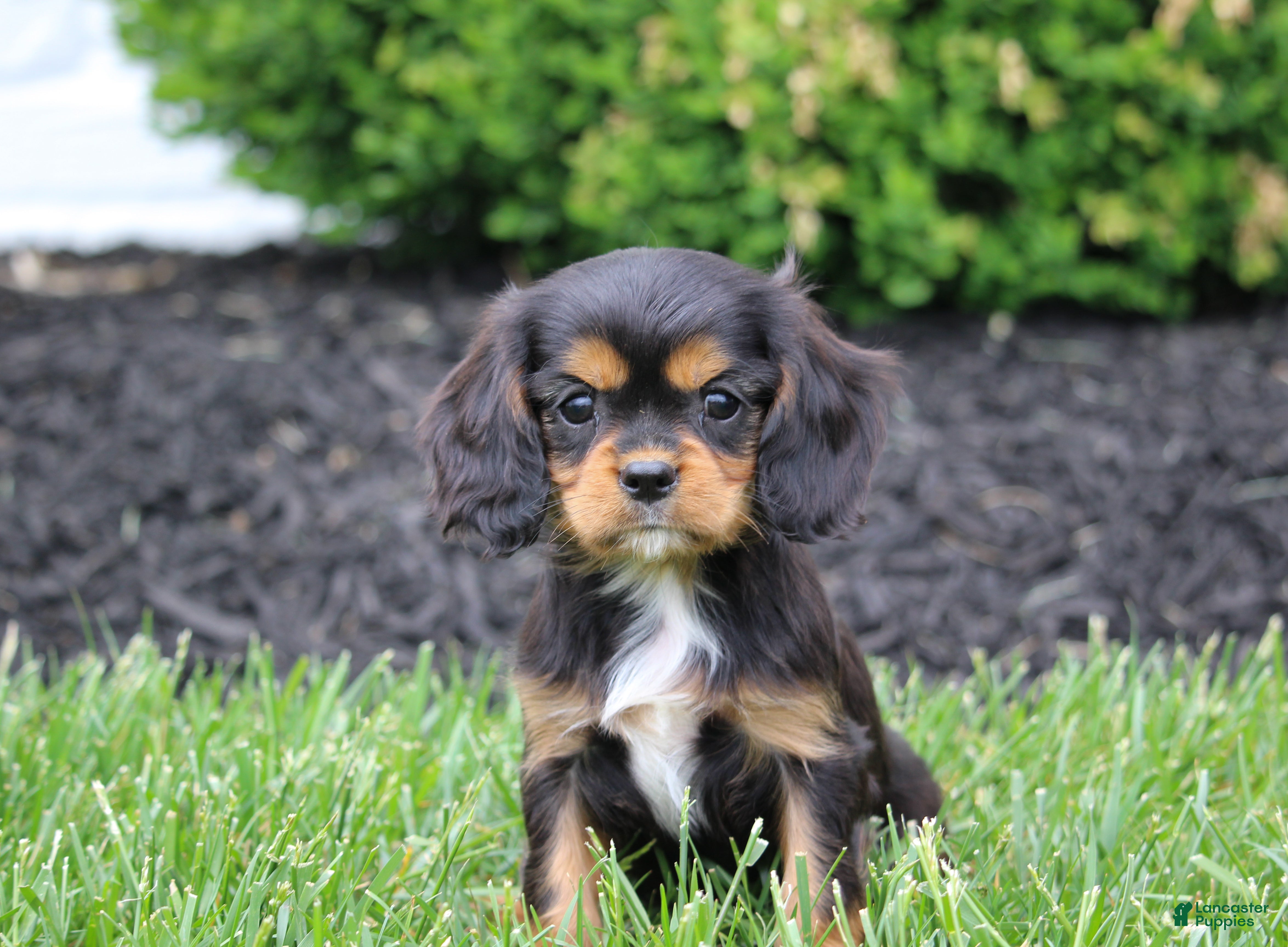 Cavalier King Charles Spaniel dogs Mack - Ad 1