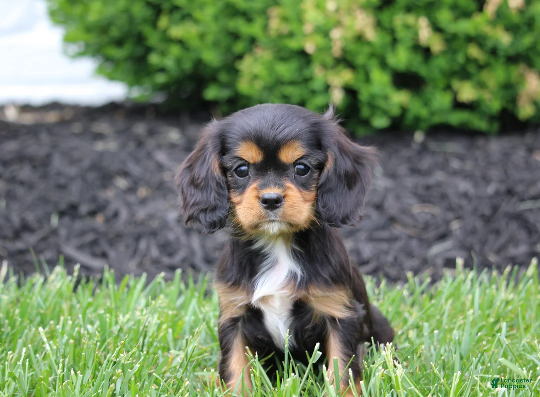 Cavalier King Charles Spaniel dogs for sale: Mack - Ad 1