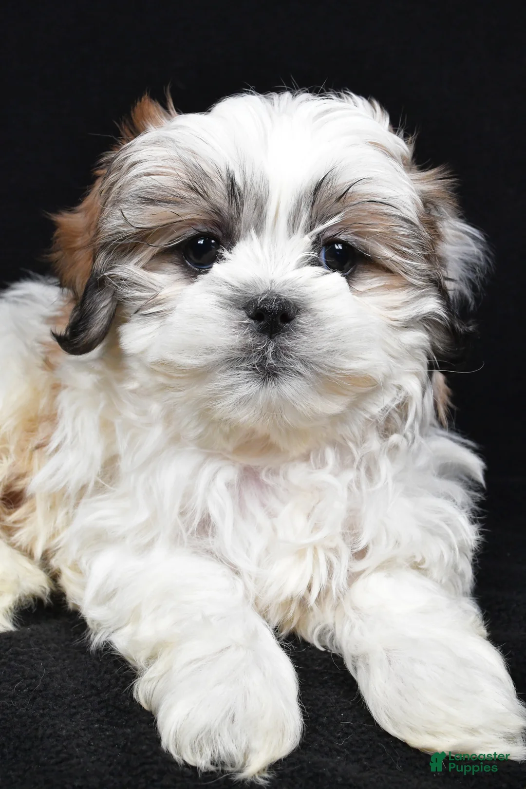 Teddy Bear dogs for sale: Eddy - Ad 3