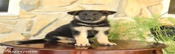 German Shepherd dogs for sale: Lily - Ad 1