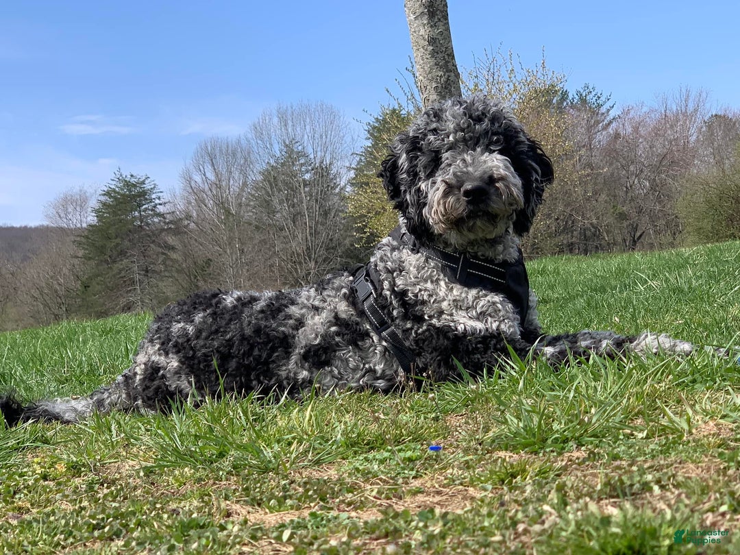 Gallery Image {{count}}