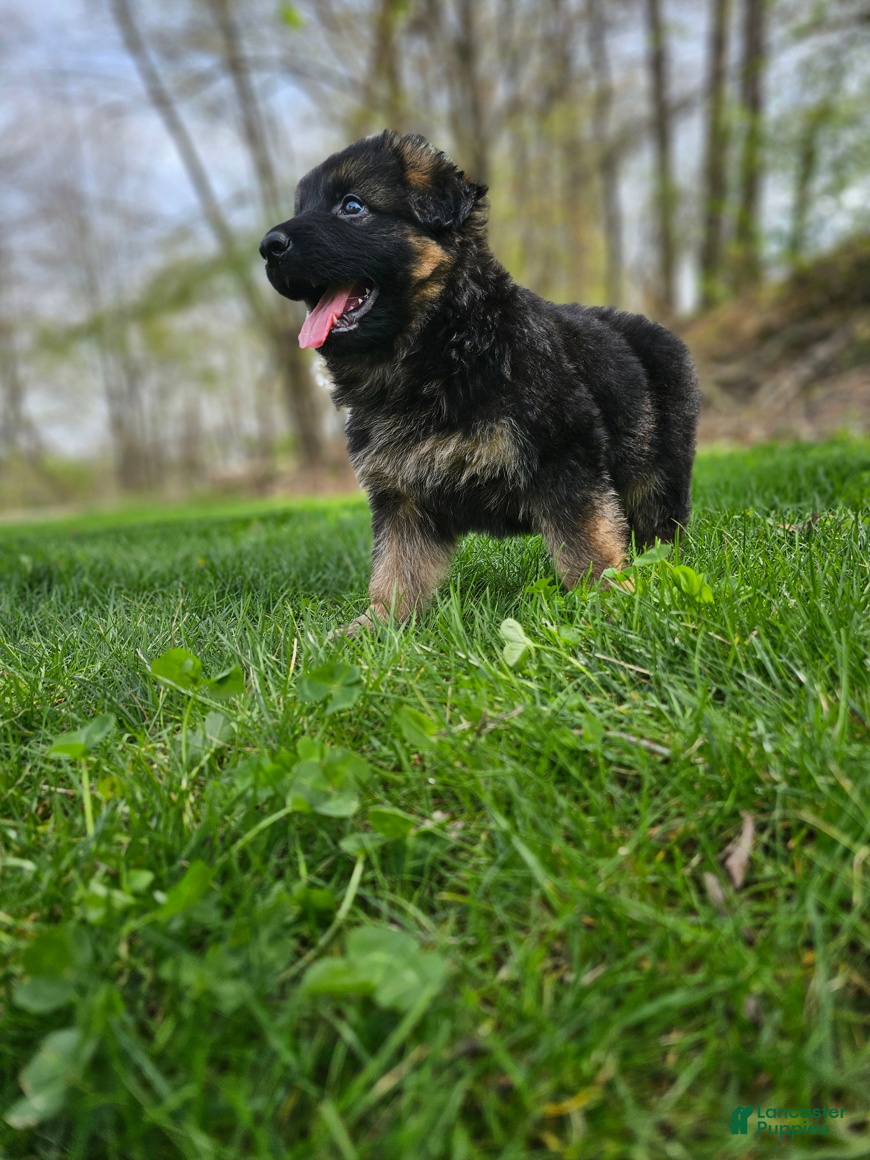 German Shepherd dogs Sniper  - Ad 2