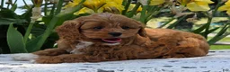 Cavapoo dogs for sale: Lonnie - Ad 5