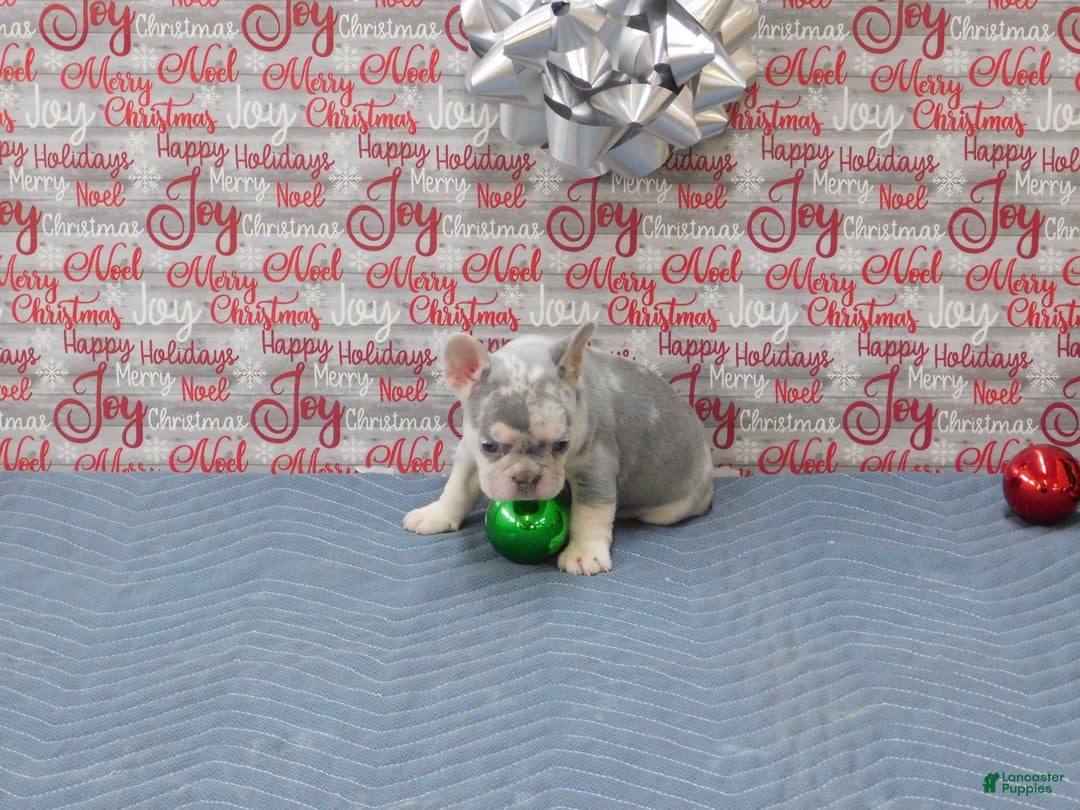 French Bulldog dogs for sale: BEAR - Ad 10