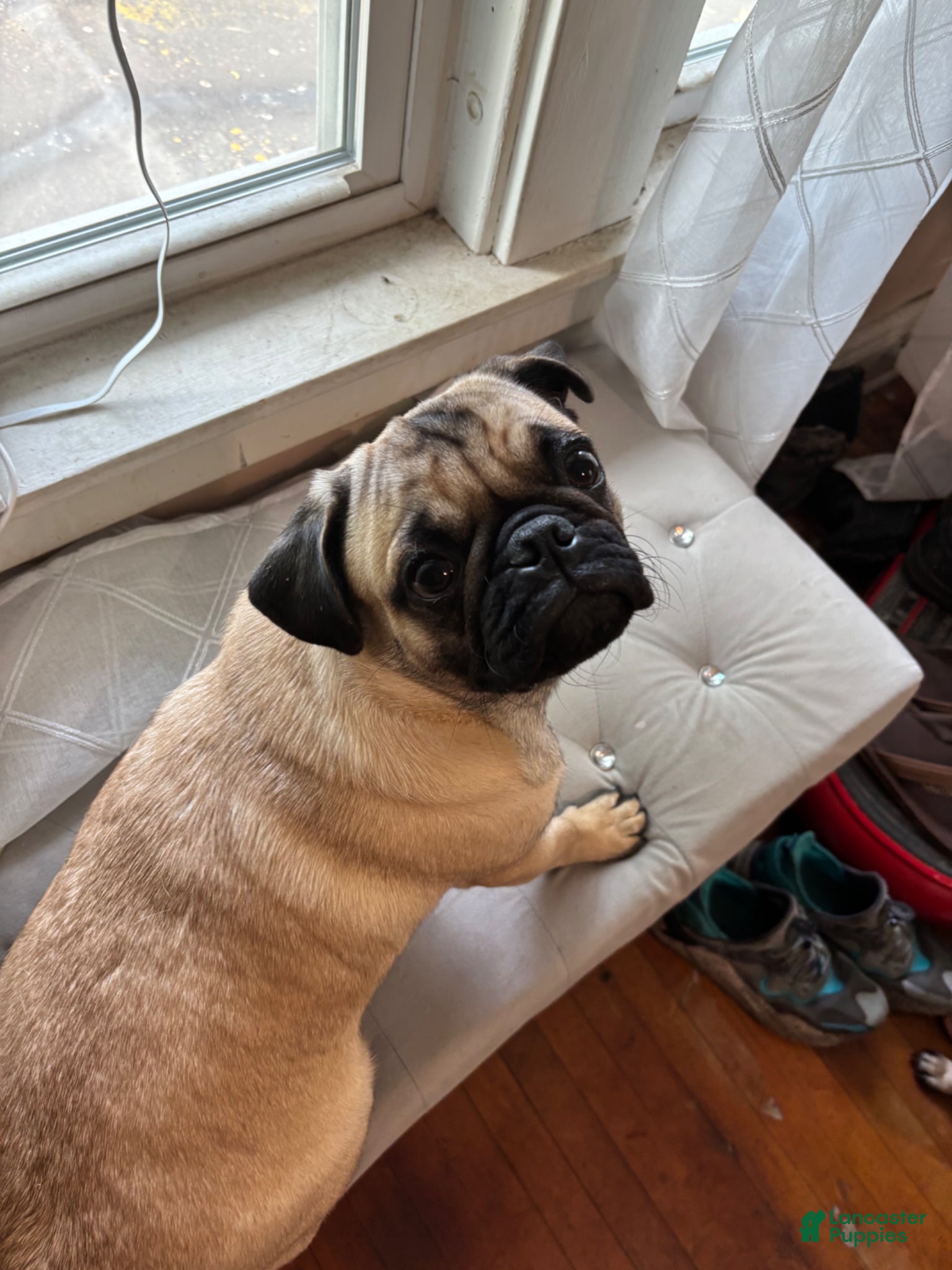 Pug dogs Pug Puppy 1 - Ad 38