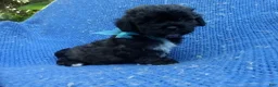 Morkie dogs for sale: Colt  - Ad 1