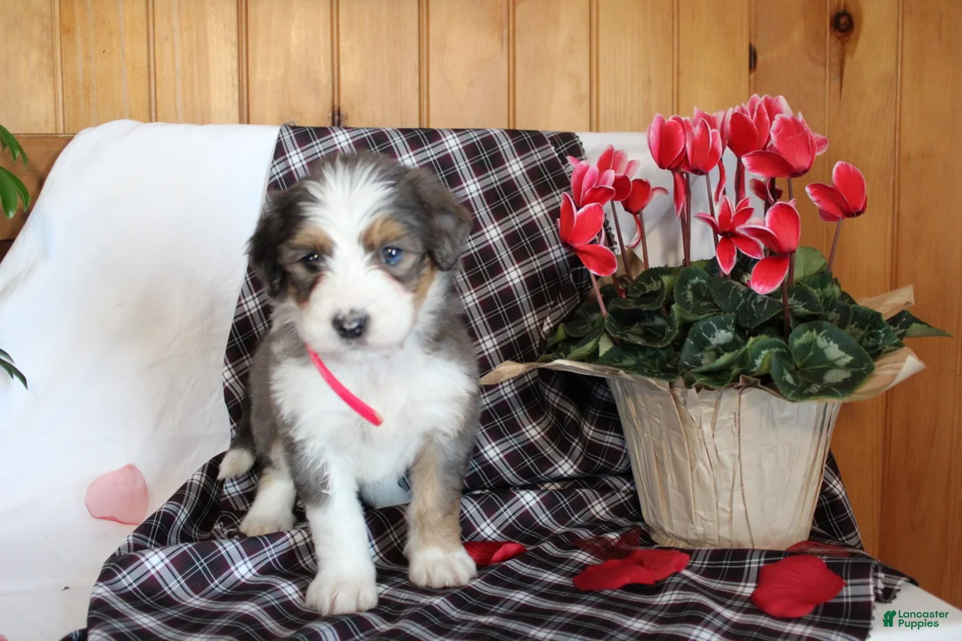 Bernedoodle dogs for sale: Petunia - Ad 8