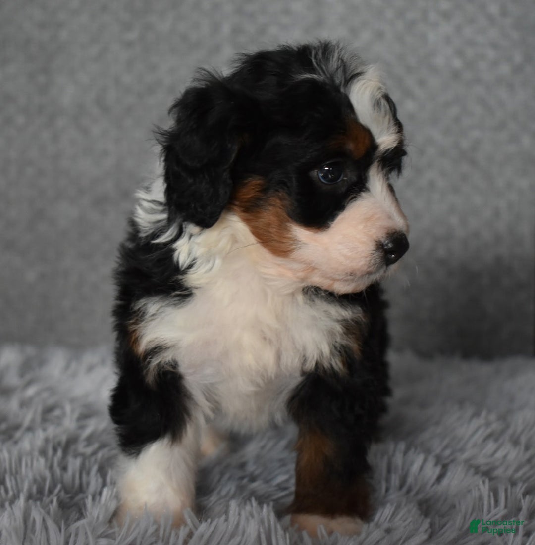 Mini Bernedoodle dogs for sale: Hayley - Ad 4