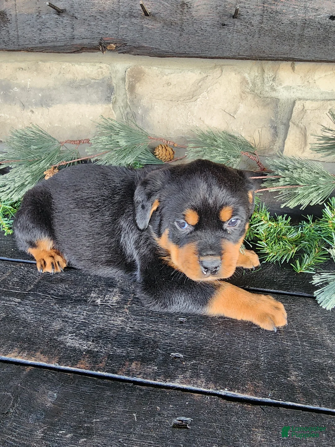 Rottweiler dogs for sale: Bravo - Ad 5