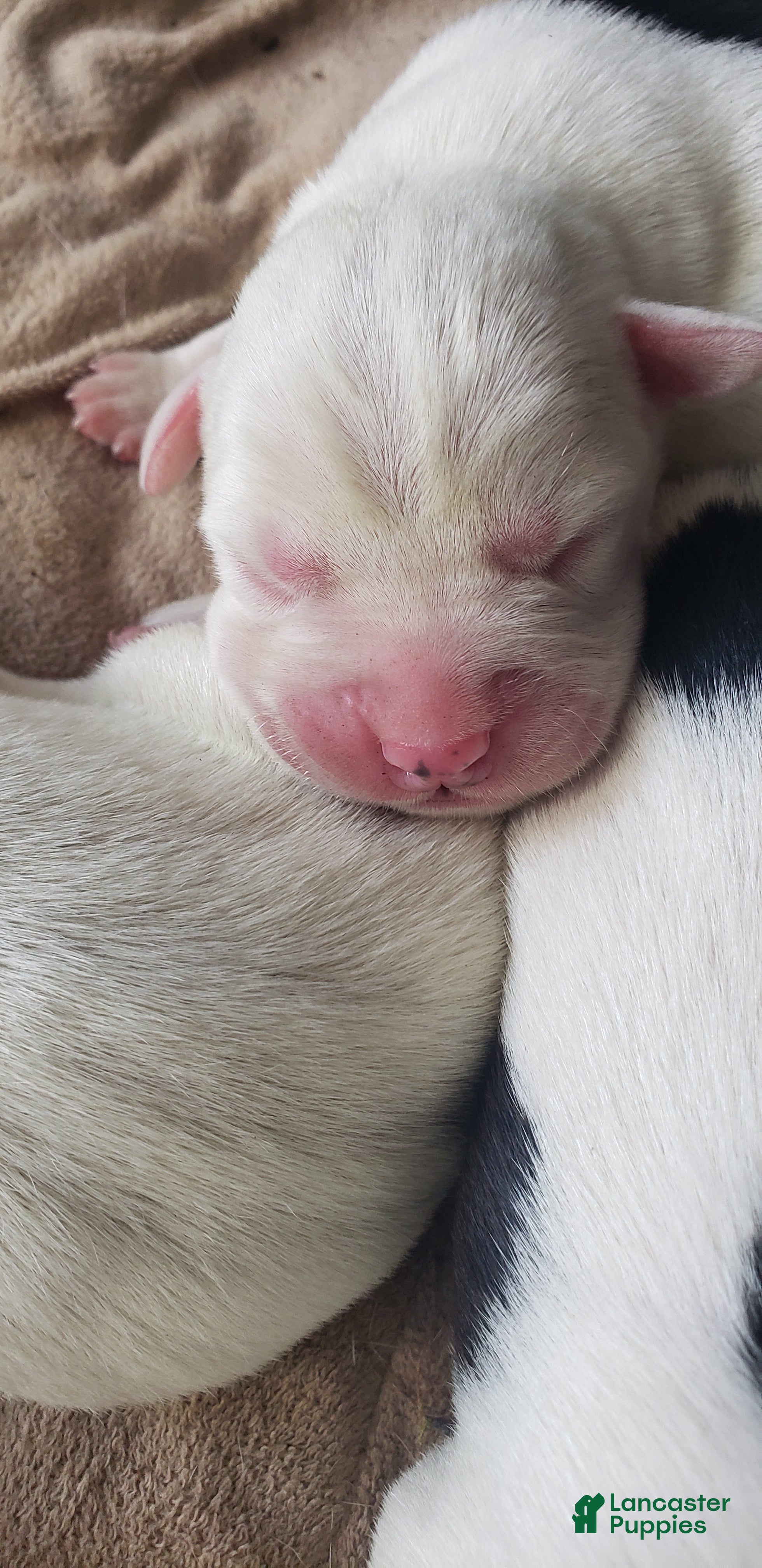 Mixed Breed dogs Mixed Breed 2 - Ad 14
