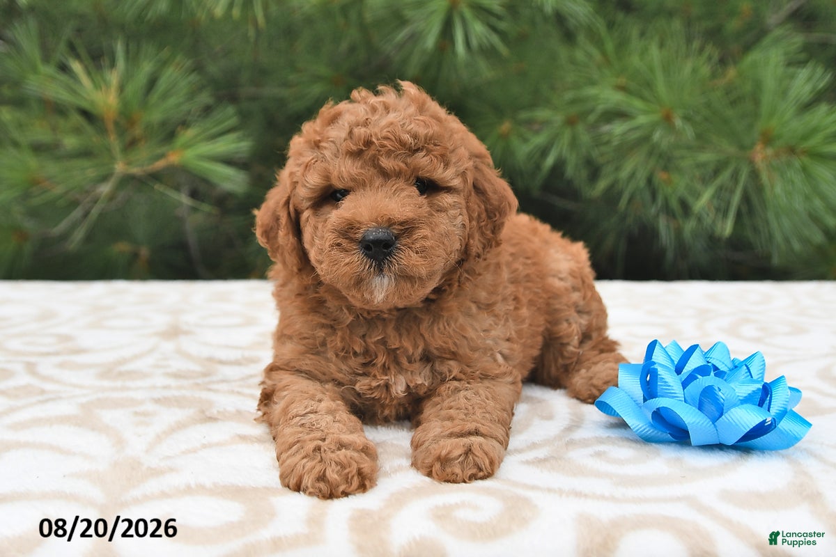 Mini Goldendoodle dogs Oliver - Ad 2
