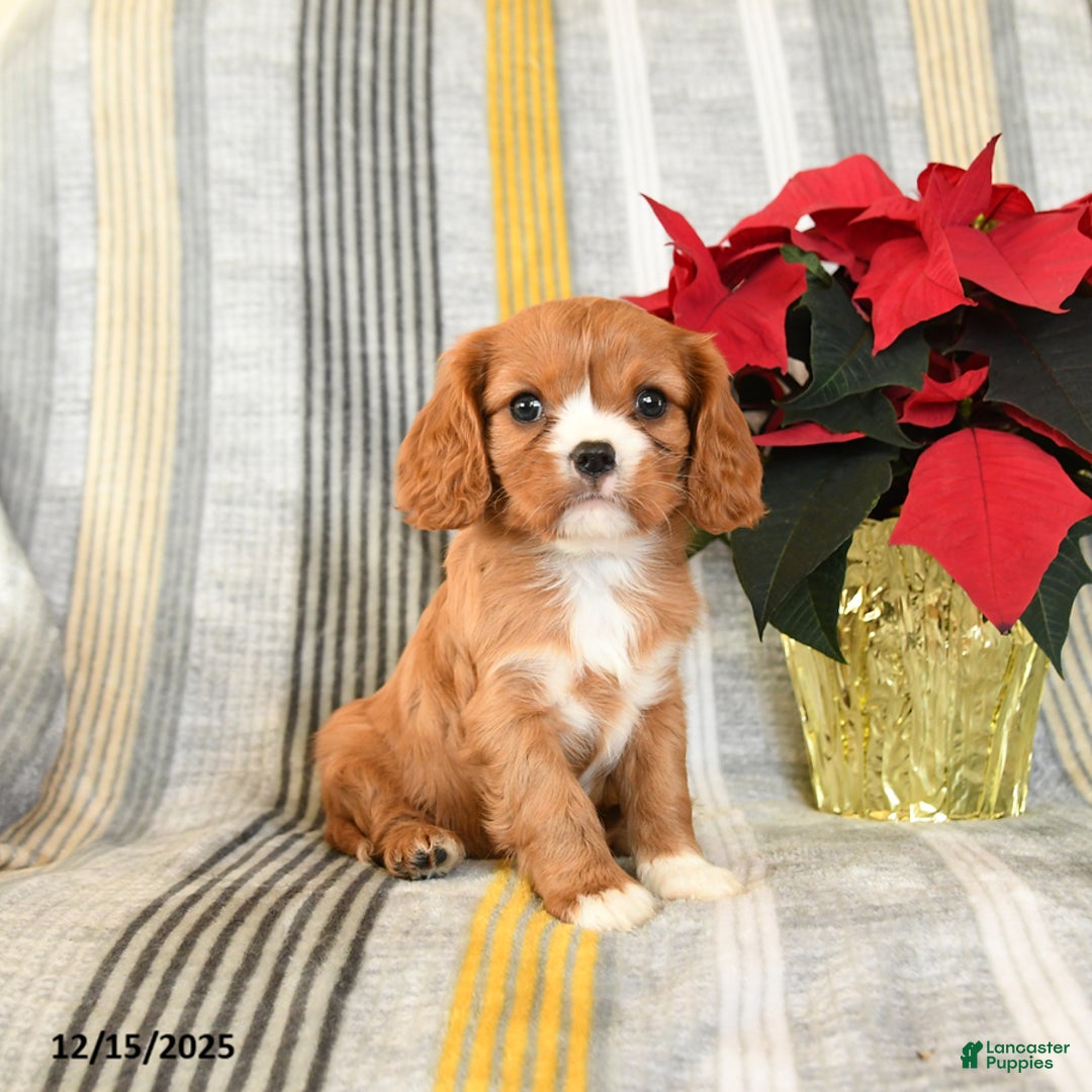 Cavalier King Charles Spaniel dogs for sale: Cuddles - Ad 2