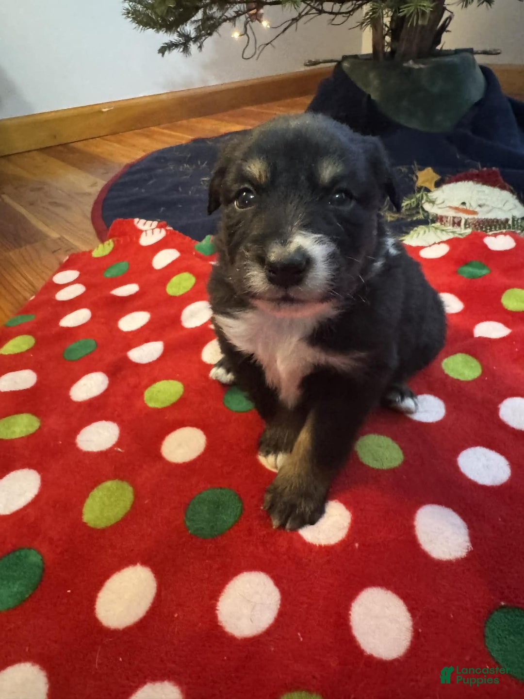 Australian Shepherd dogs for sale: Artic - Ad 5
