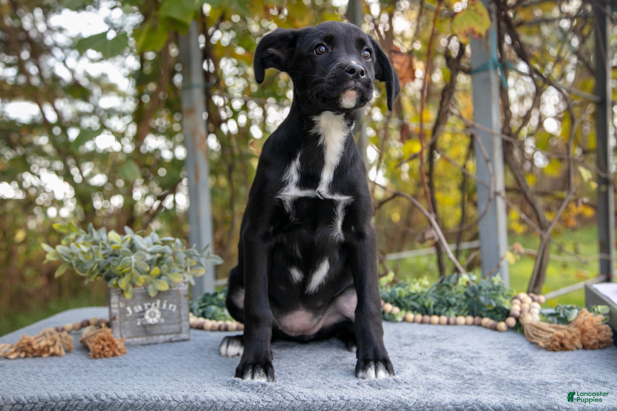 Mixed Breed dogs Dani - Ad 3