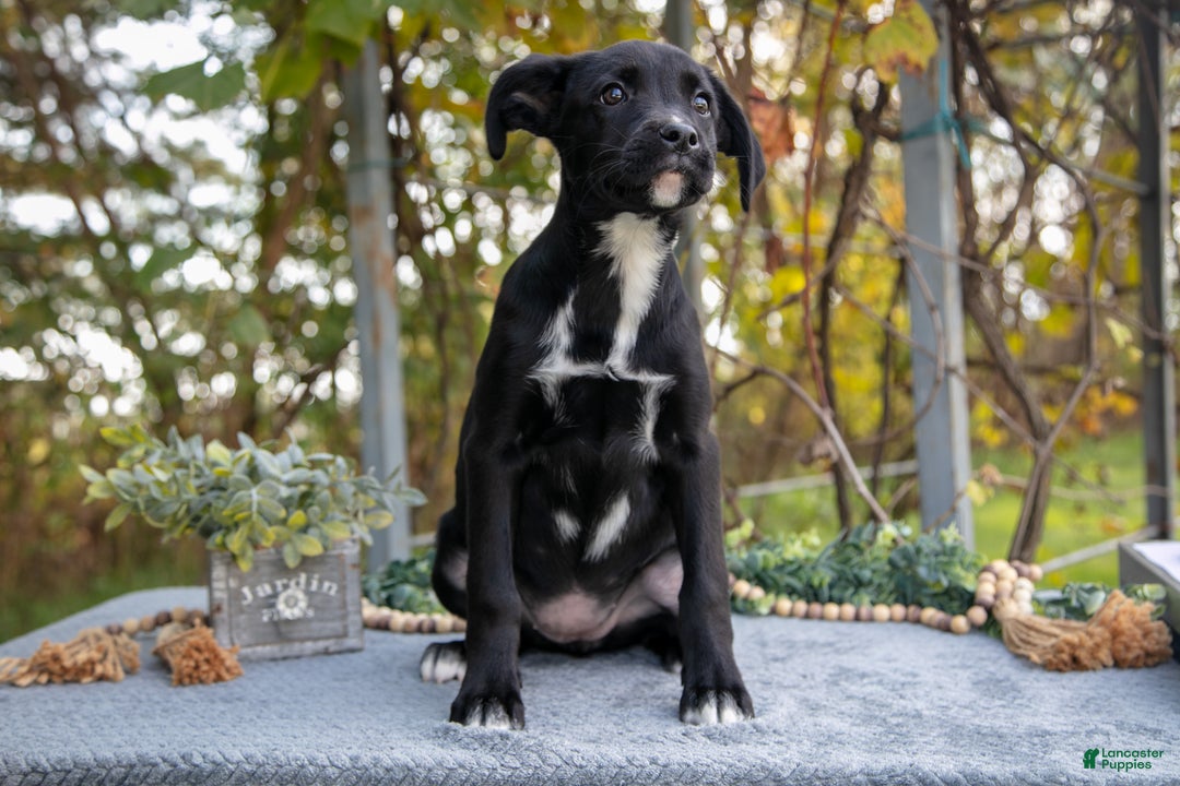 Mixed Breed dogs for sale: Dani - Ad 1