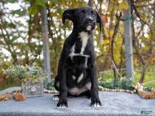 Mixed Breed dogs Dani - Ad 20