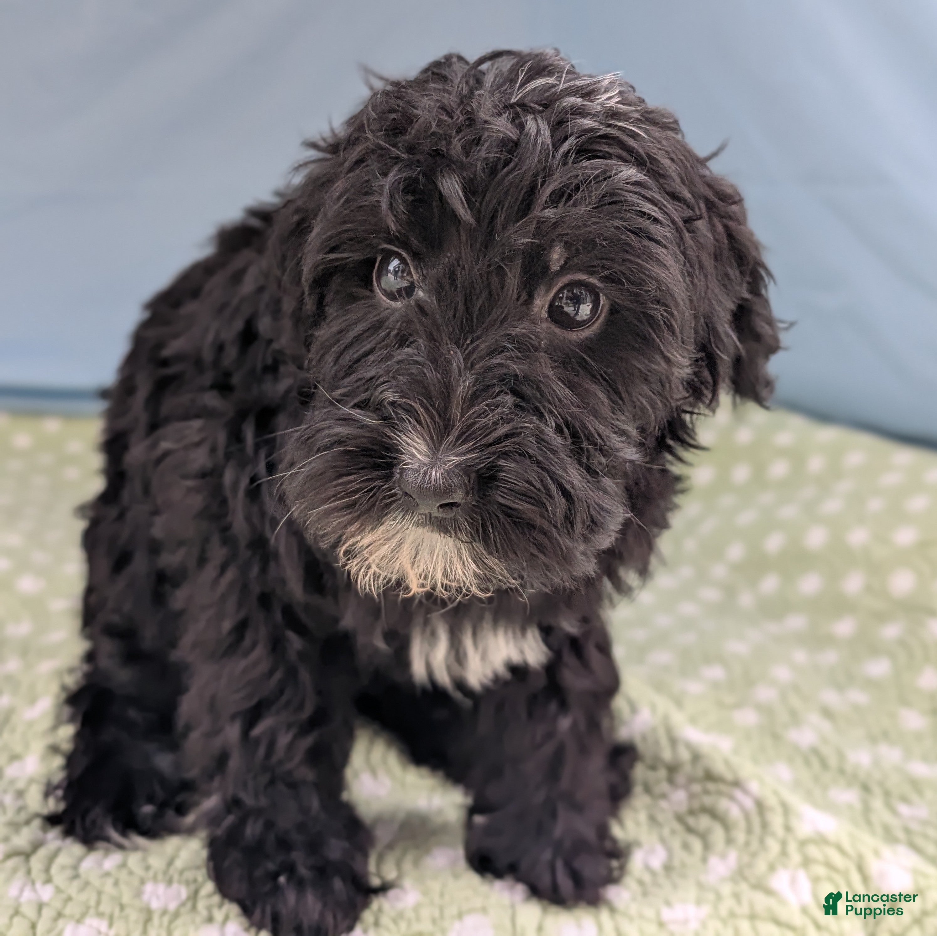 Mixed Breed dogs Flores (Flower) - Ad 2