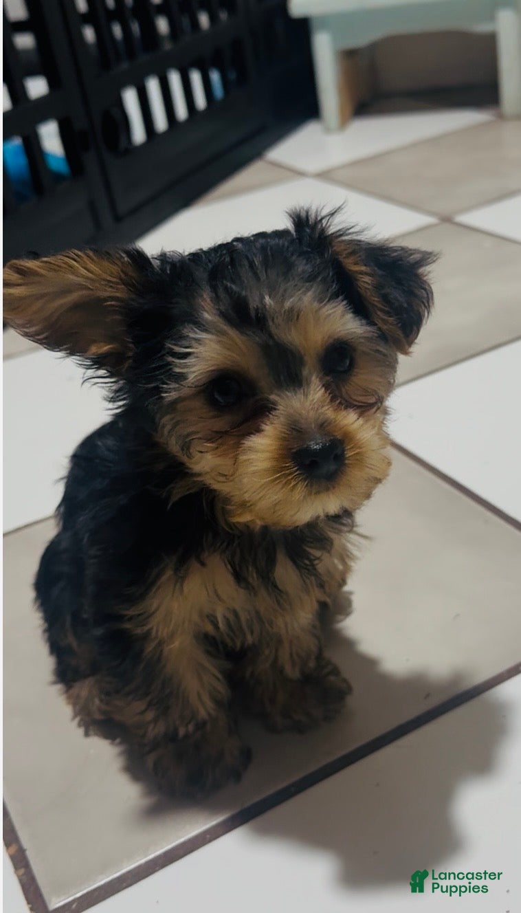 Yorkshire Terrier dogs Yorkshire Terrier  - Ad 22