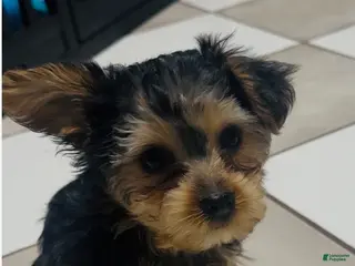 Yorkshire Terrier dogs Yorkshire Terrier - Ad 22