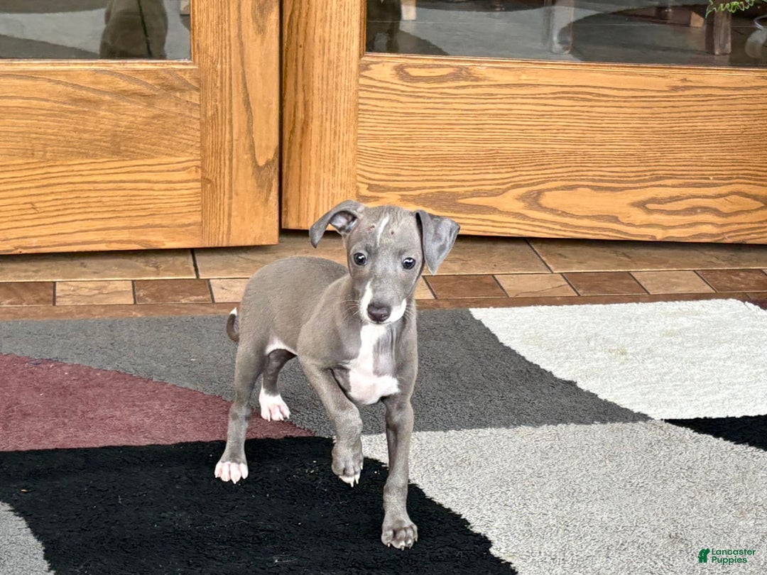 Italian Greyhound dogs for sale: Larry - Ad 3