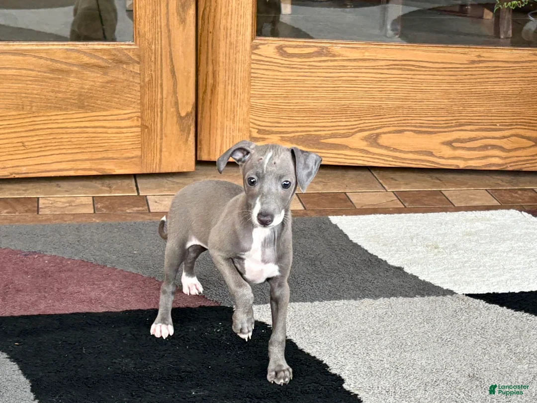 Italian Greyhound dogs for sale: Larry - Ad 3
