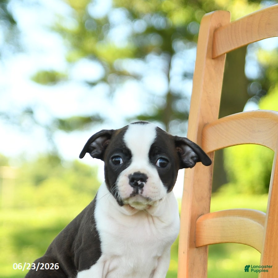 Boston Terrier dogs Trudy - Ad 2