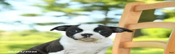 Boston Terrier dogs for sale: Trudy - Ad 2