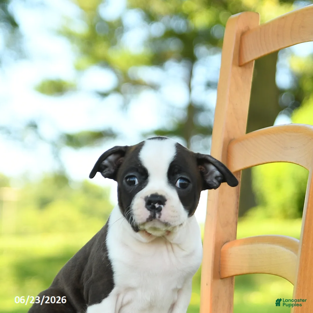 Boston Terrier dogs for sale: Trudy - Ad 2