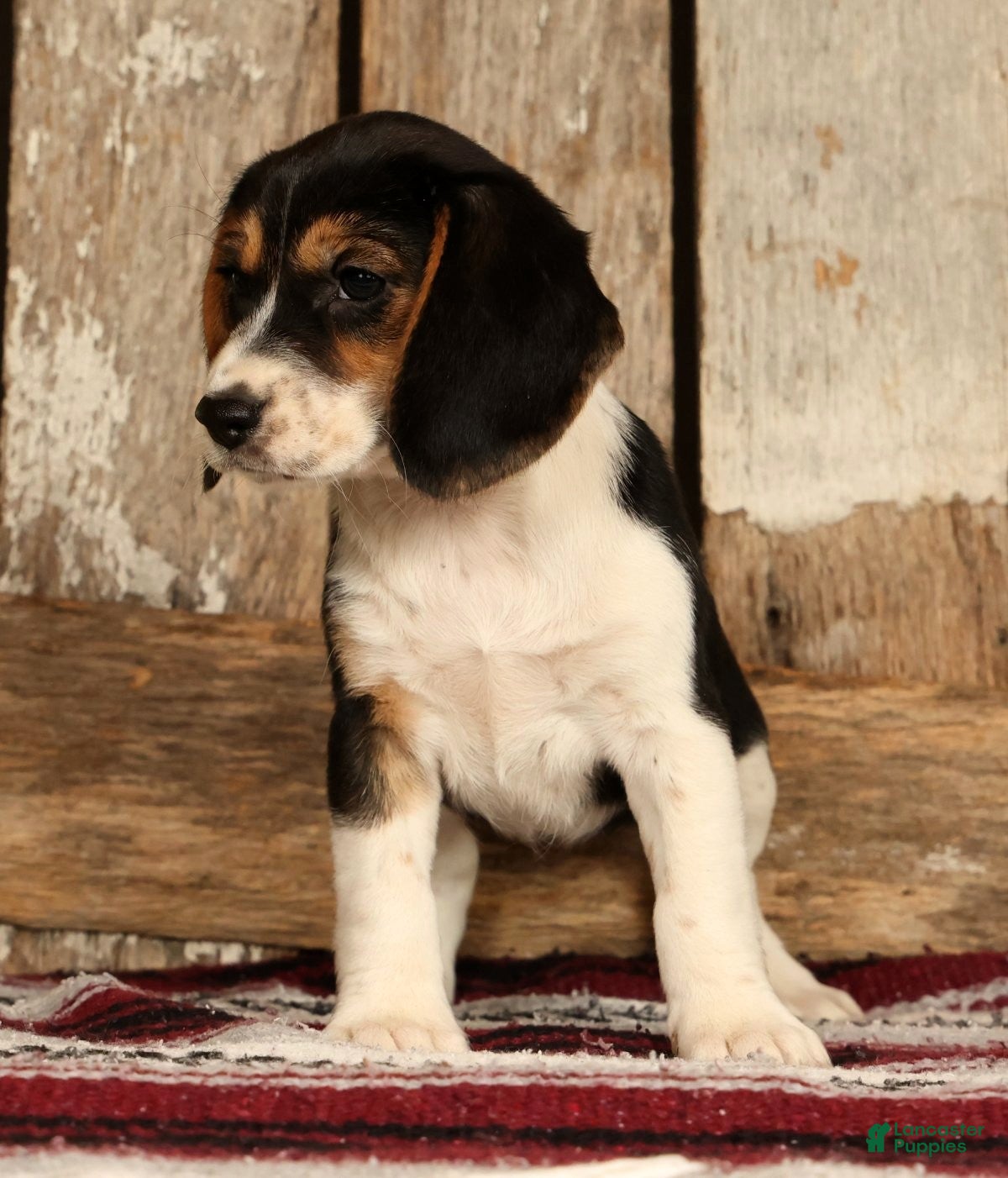Beagle dogs for sale: Crystal - Ad 6