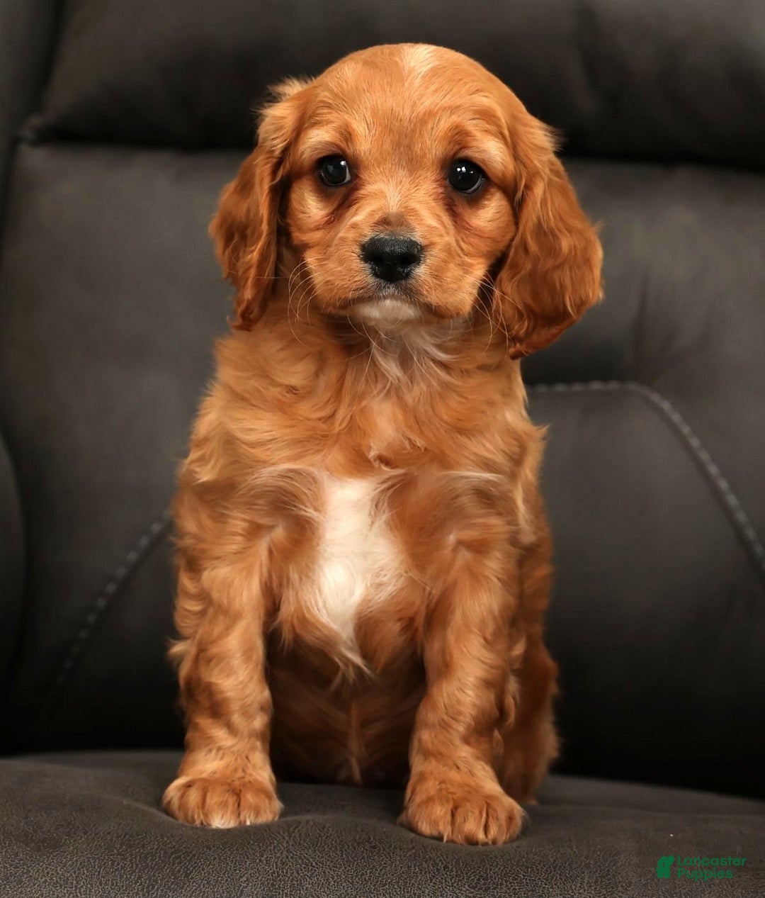 Cavapoo dogs for sale: Chase - Ad 4