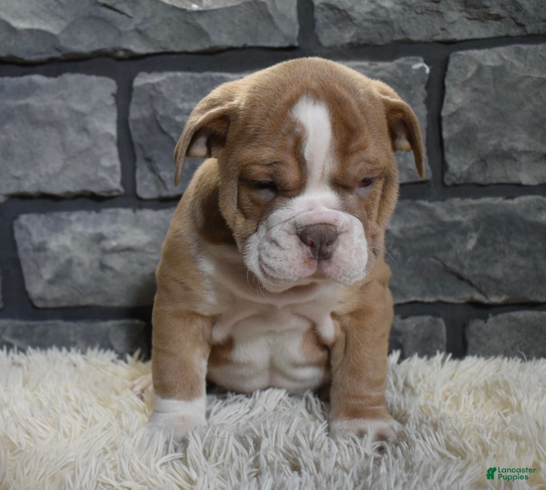 Mixed Breed dogs for sale: Ranger  - Ad 4