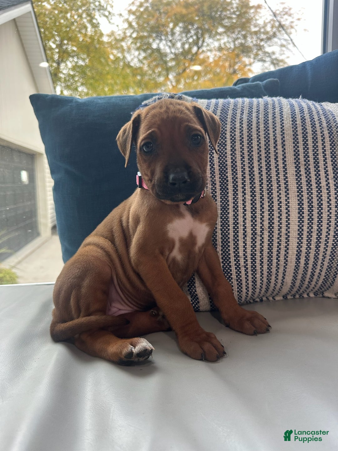 Rhodesian Ridgeback dogs for sale: "JOY" AKC RHODESIAN RIDGEBACK - Ad 3