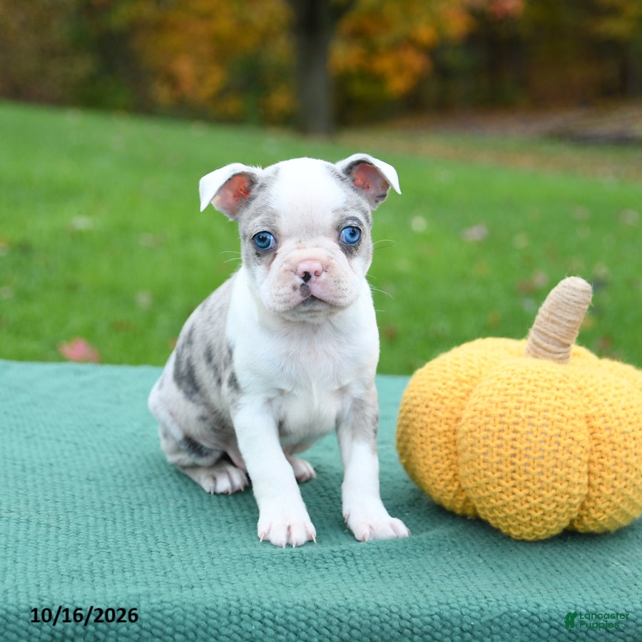 Boston Terrier dogs Nate - Ad 2