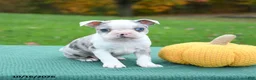 Boston Terrier dogs for sale: Nate - Ad 2
