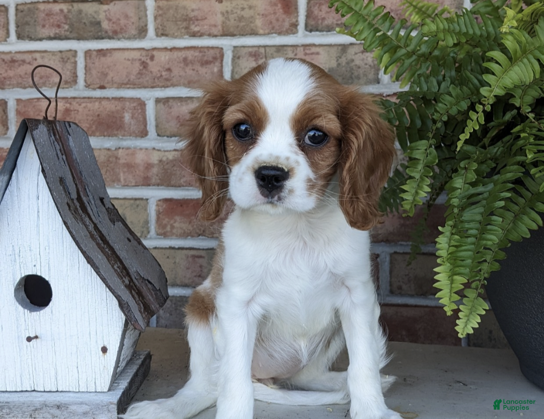 Cavalier King Charles Spaniel dogs Peaches - Ad 2