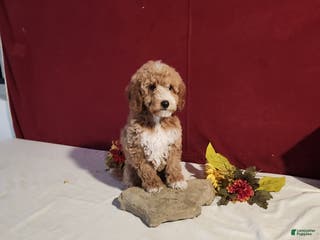 Mini Goldendoodle dogs Rita - Ad 41