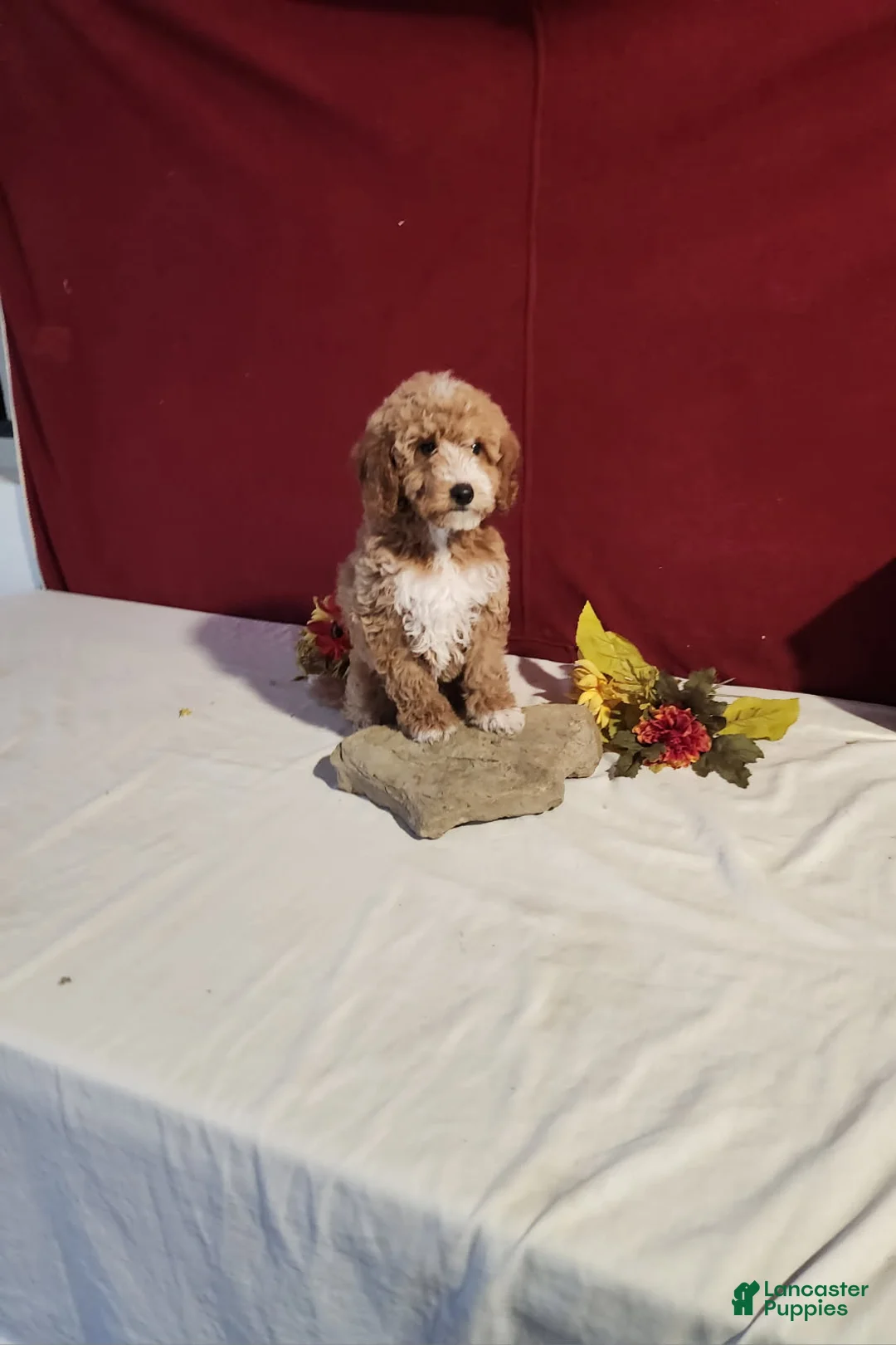 Mini Goldendoodle dogs for sale: Rita - Ad 1