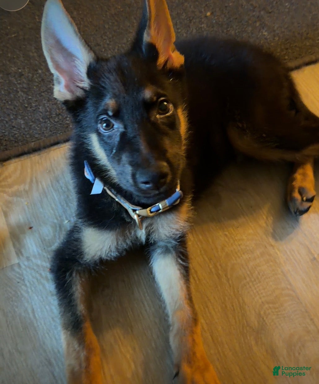 German Shepherd dogs German Shepherd 1 - Ad 11