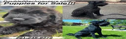 Giant Schnauzer dogs for sale: Mouse - Ad 21