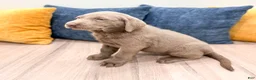 Labrador Retriever dogs for sale: Sage - Ad 3