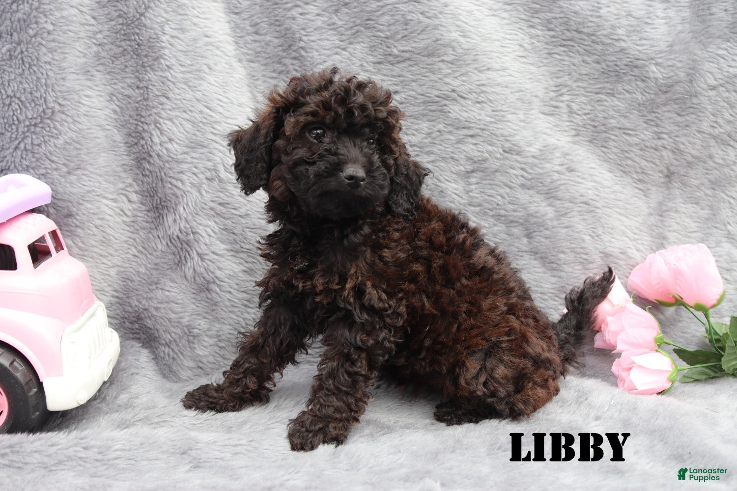 Mini Goldendoodle dogs for sale: Libby - Ad 2