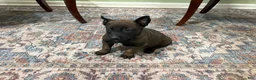 Belgian Malinois dogs for sale: Pittsburgh  - Ad 5