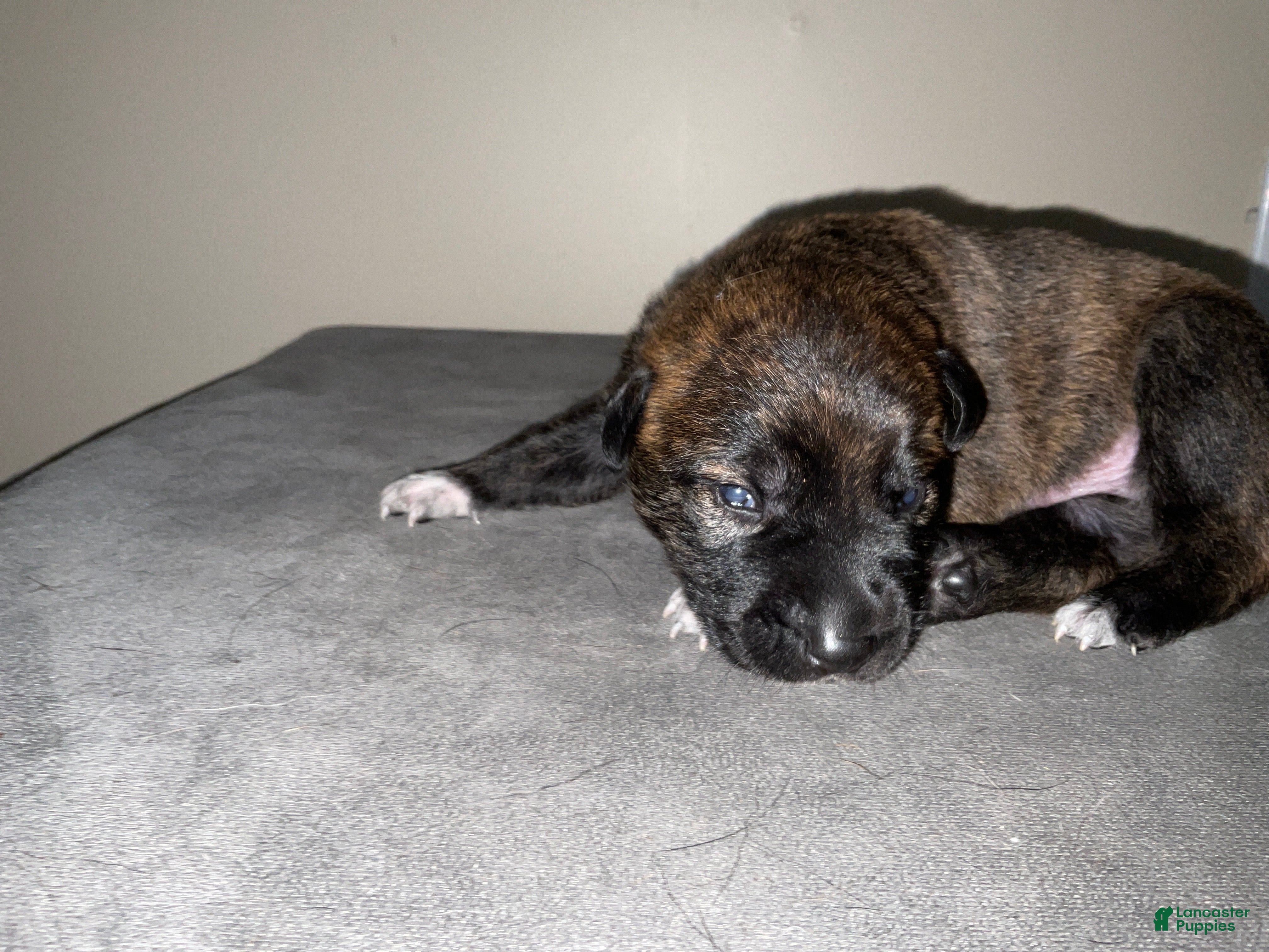 Dutch Shepherd dogs Maverick - Ad 16